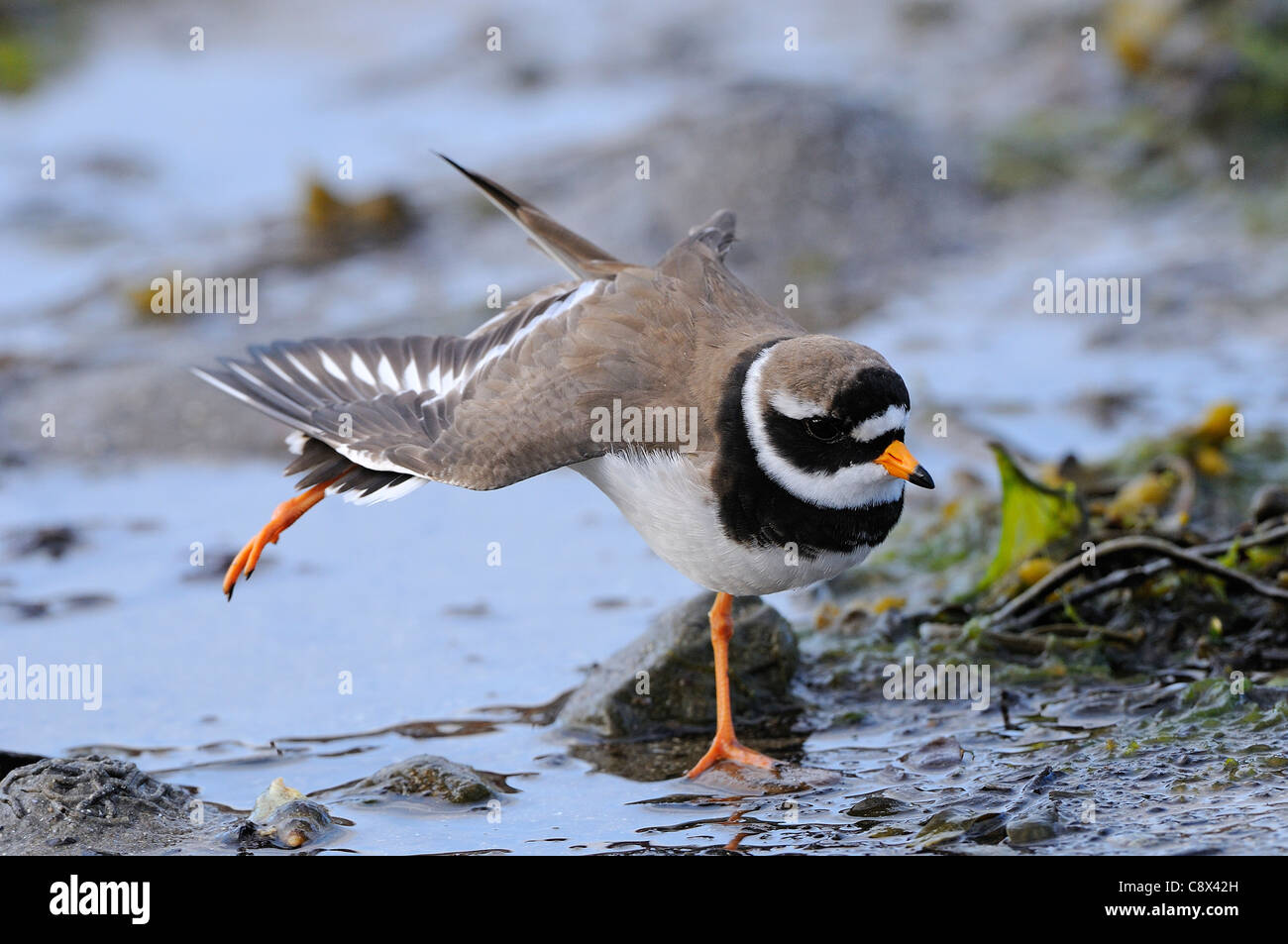 Ringed Plover (Charadrius hiaticula), aile d'étirement, la Norvège Varanger Banque D'Images