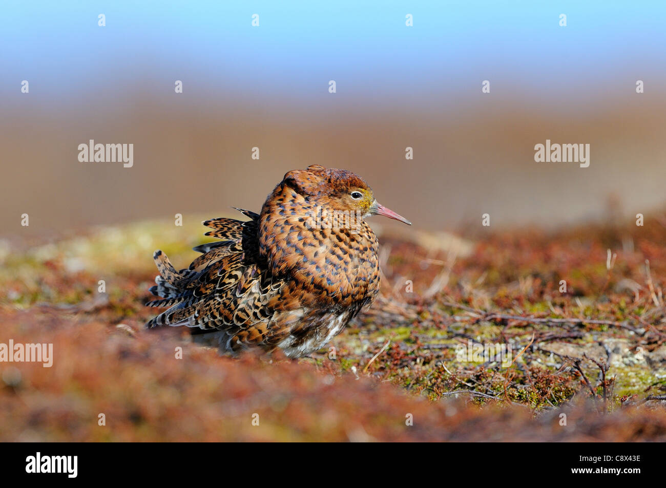 Le Combattant varié (Philomachus pugnax) mâle en plumage nuptial, à lek, Varanger, Norvège Banque D'Images