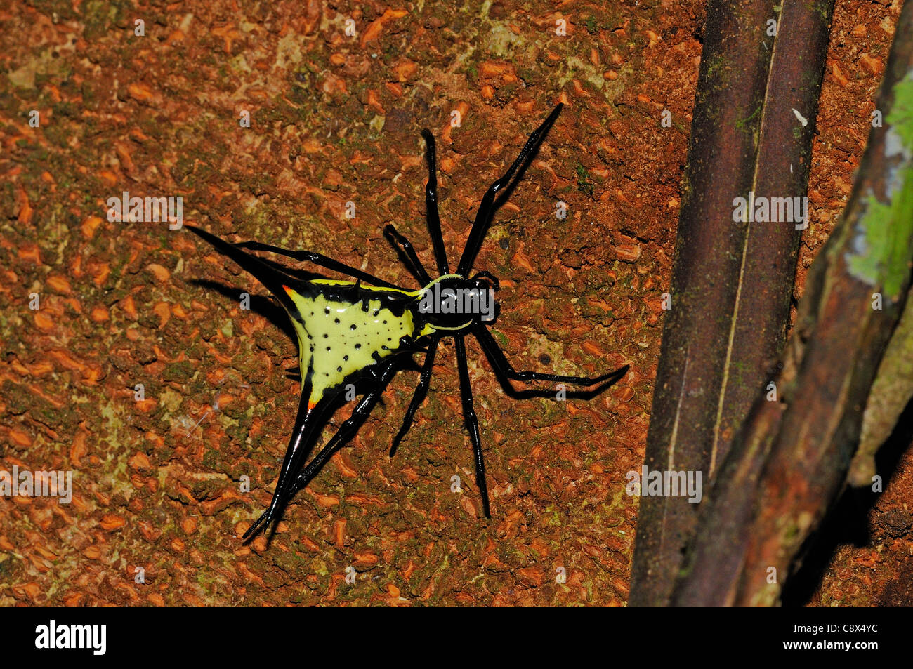 Amazon Spider (espèces Micrathena) reposant sur le tronc de l'arbre, Parc national Yasuni, en Equateur Banque D'Images
