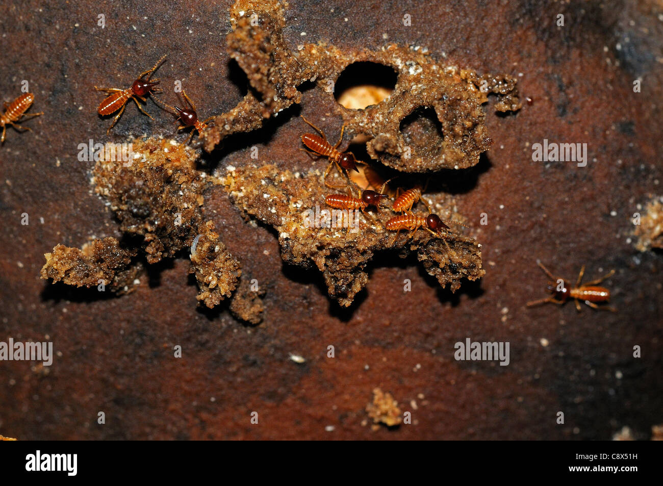 Termites Nasutitermes Nasute (soldats) à l'entrée du nid, Parc national Yasuni, en Equateur Banque D'Images