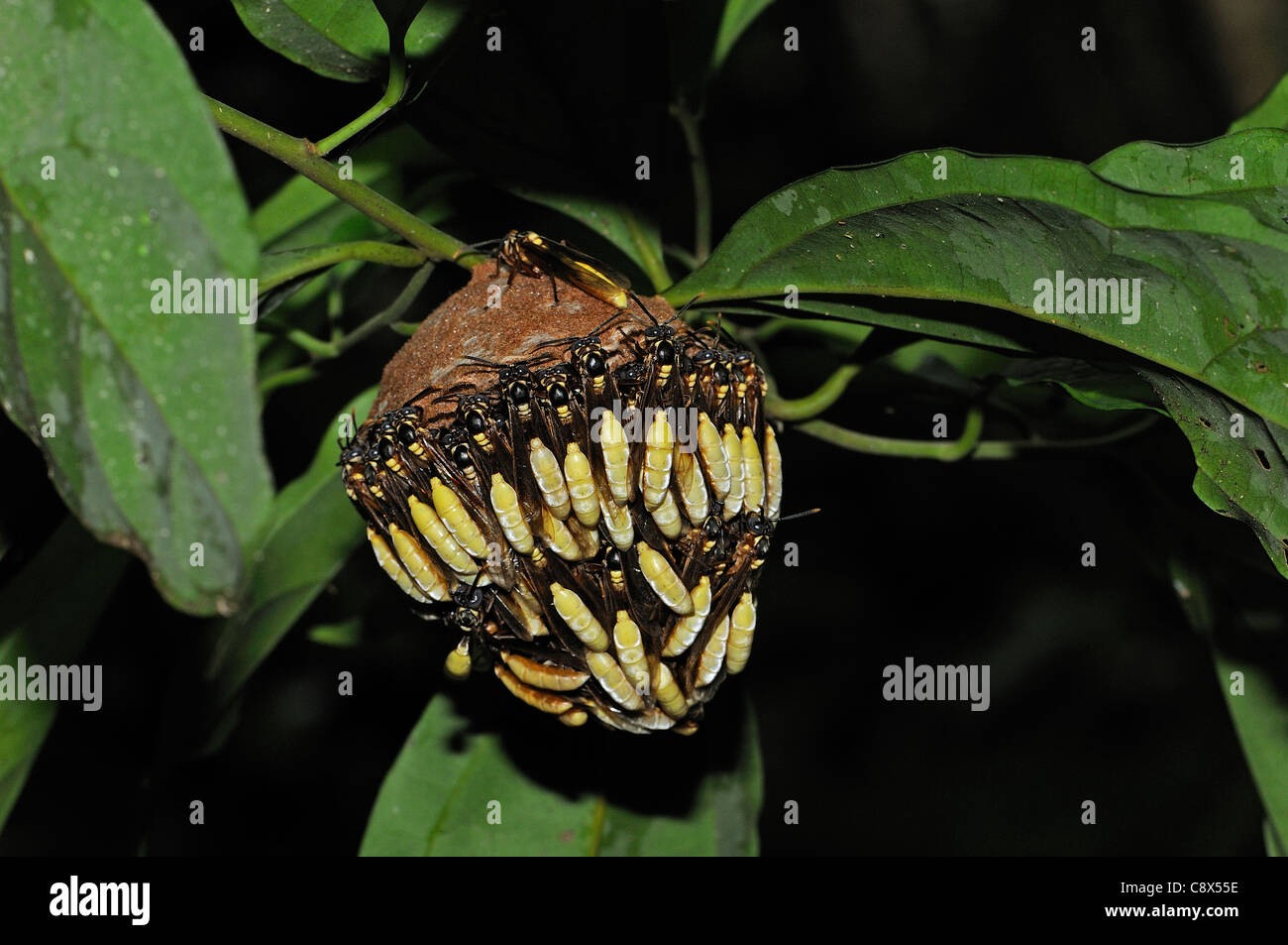 Parasol en papier (Apoica guêpe commune) adultes couvrant l'extérieur du nid suspendu, Parc national Yasuni, en Equateur Banque D'Images