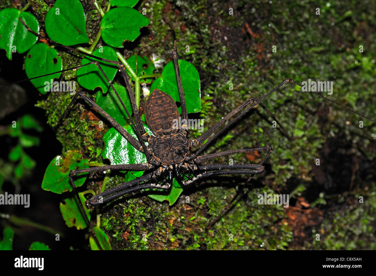 Whip-Scorpion Amblypygida (sans queue) sur le tronc de l'arbre, Parc national Yasuni, en Equateur Banque D'Images
