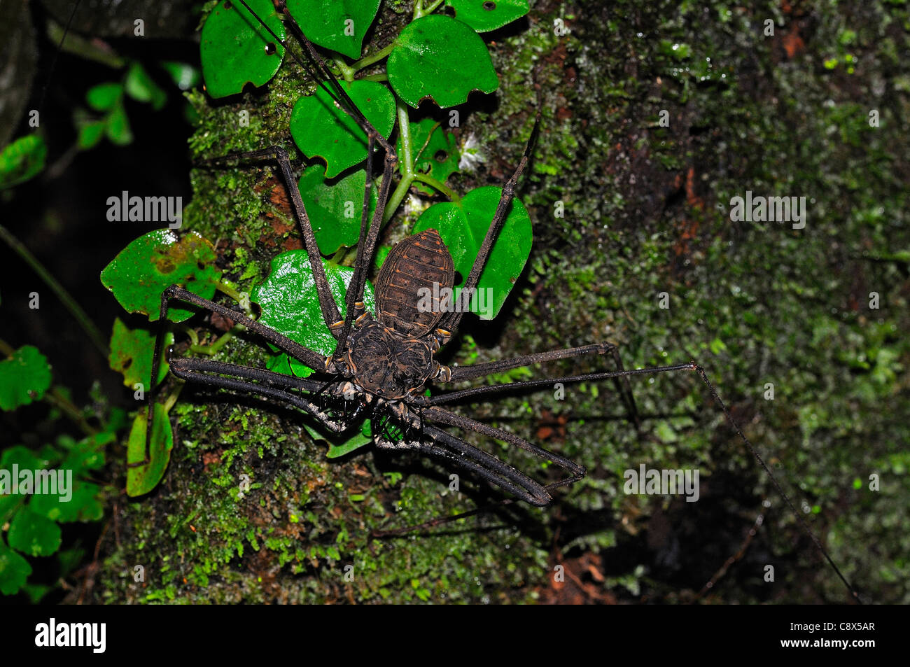 Whip-Scorpion Amblypygida (sans queue) sur le tronc de l'arbre, Parc national Yasuni, en Equateur Banque D'Images