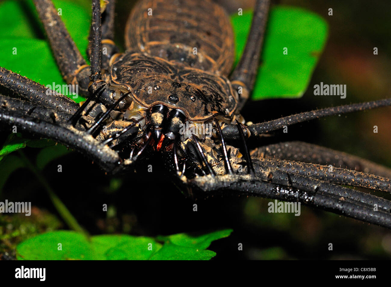 Whip-Scorpion Amblypygida (sans queue) close-up de tête, Parc national Yasuni, en Equateur Banque D'Images