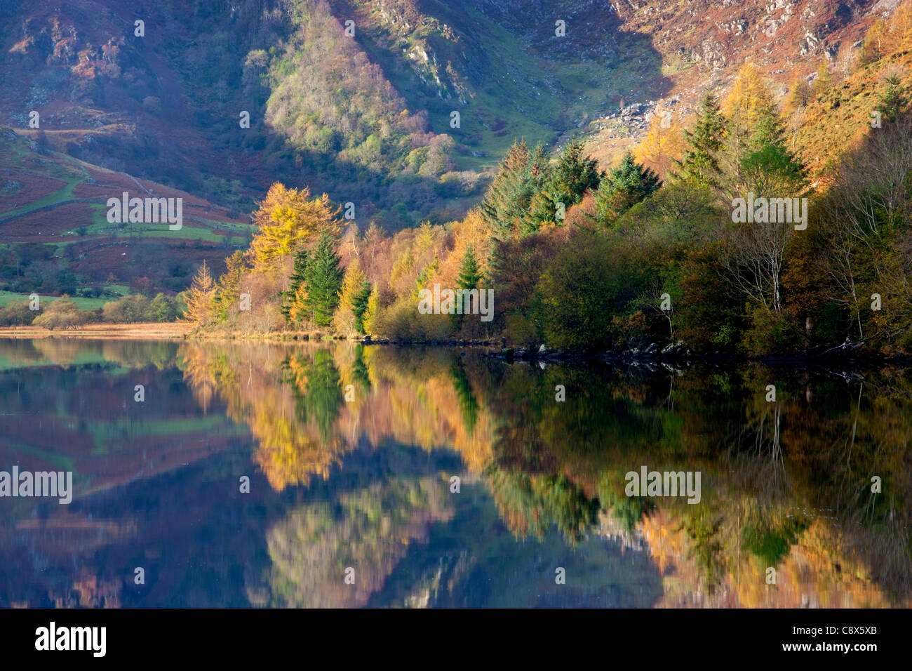 Les arbres d'automne reflètent dans les eaux encore Crafnant Llyn Conwy County près de Wrexham North Wales Snowdonia UK Banque D'Images