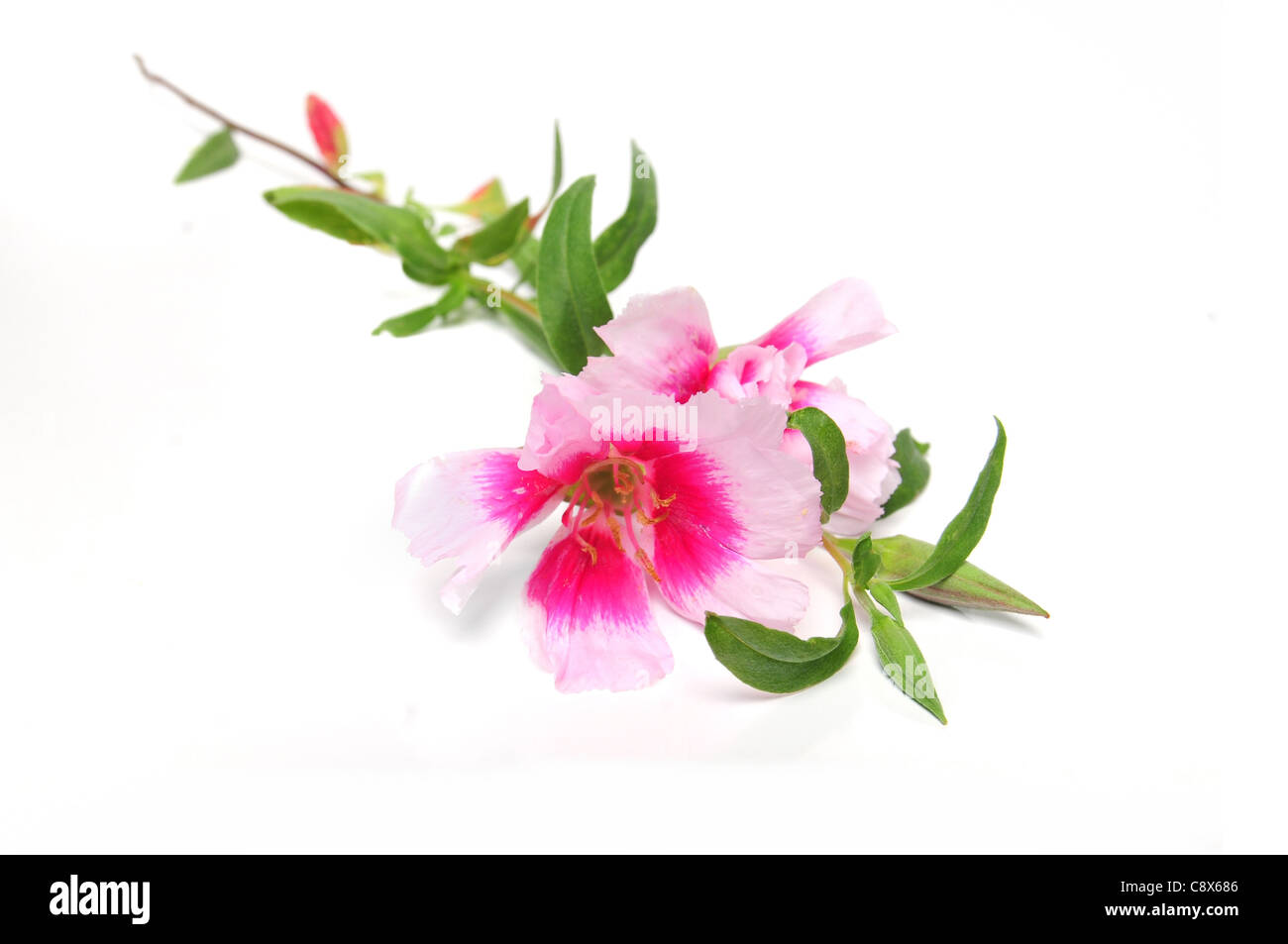 Orchidée fleur de couleur rose sur fond blanc Banque D'Images