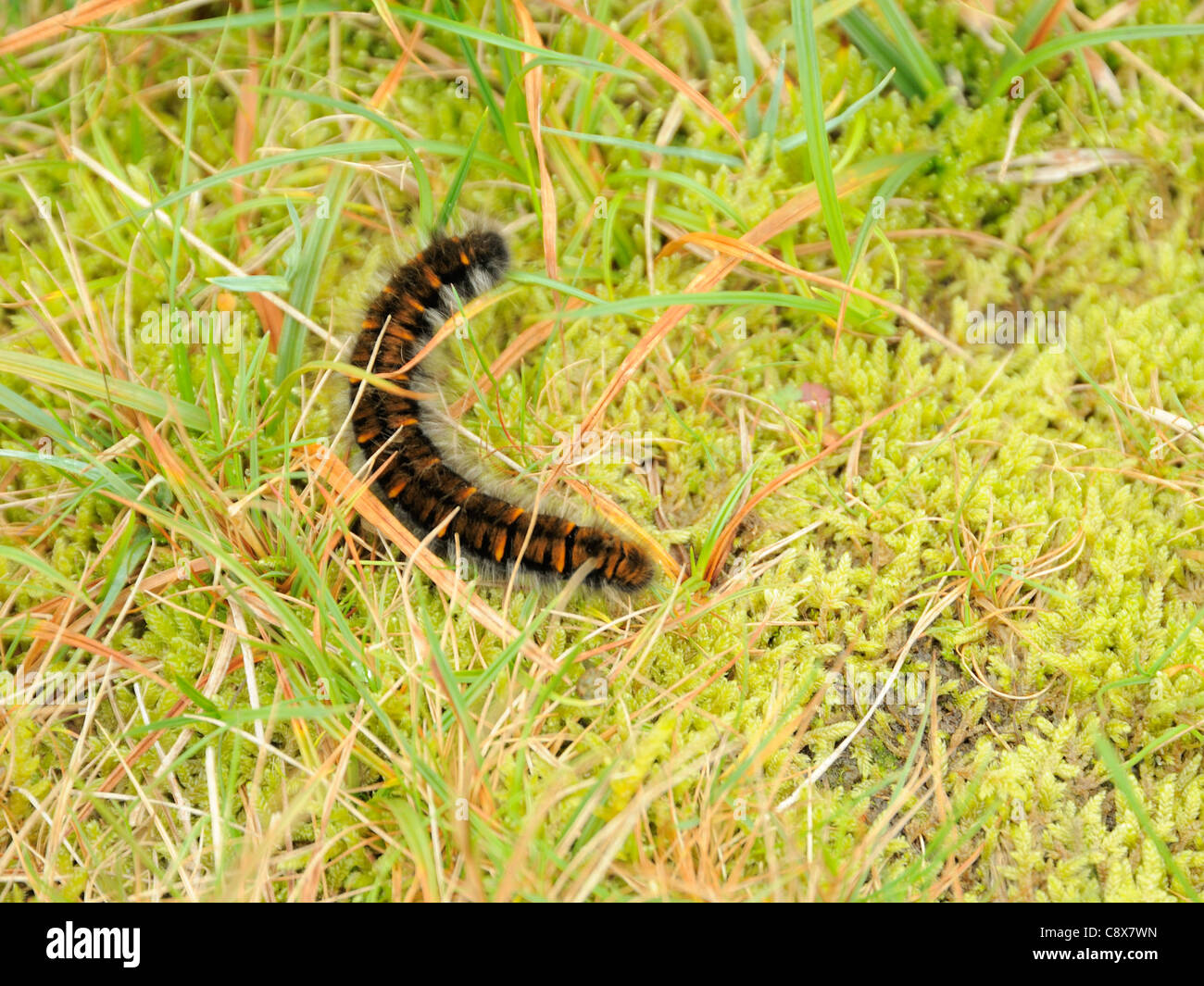 Fox Moth caterpillar, Macrothylacia rubi Banque D'Images