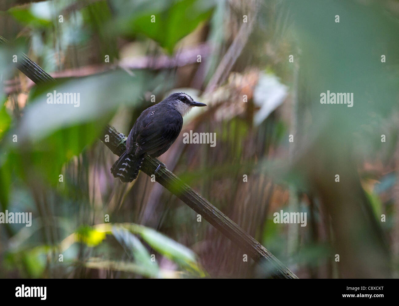 Ant à gorge blanche Oiseau Gymnopithys salvini Pérou Tambopata Banque D'Images