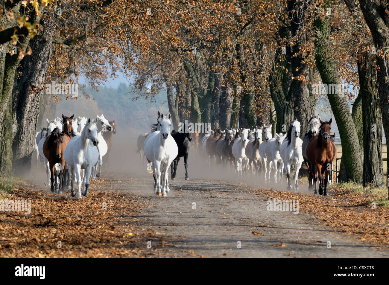 Chevaux arabes de course, pour l'équitation. Banque D'Images