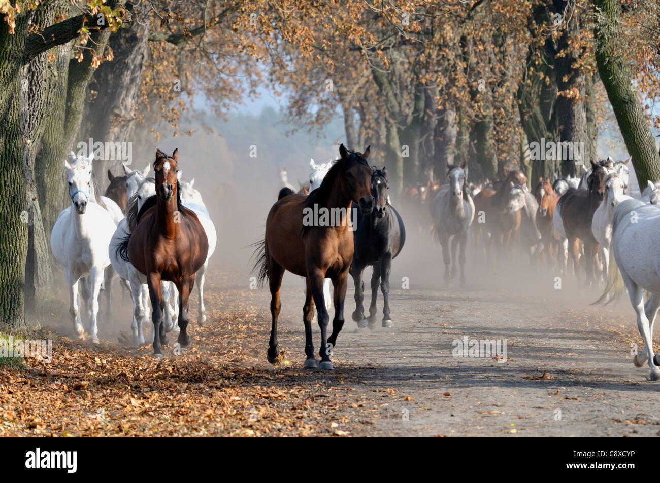 Chevaux arabes de course, pour l'équitation. Banque D'Images