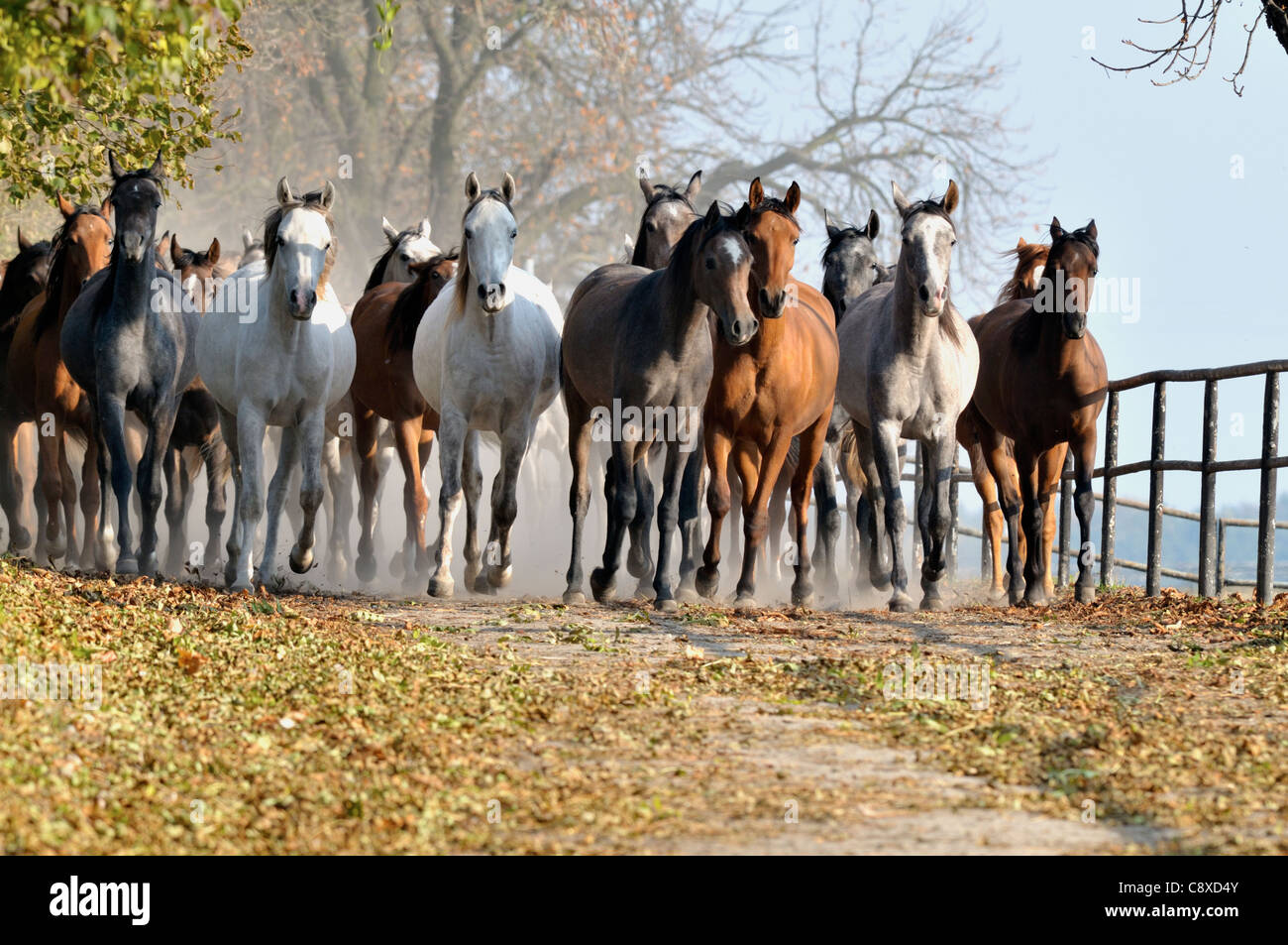 Chevaux arabes de course, pour l'équitation. Banque D'Images