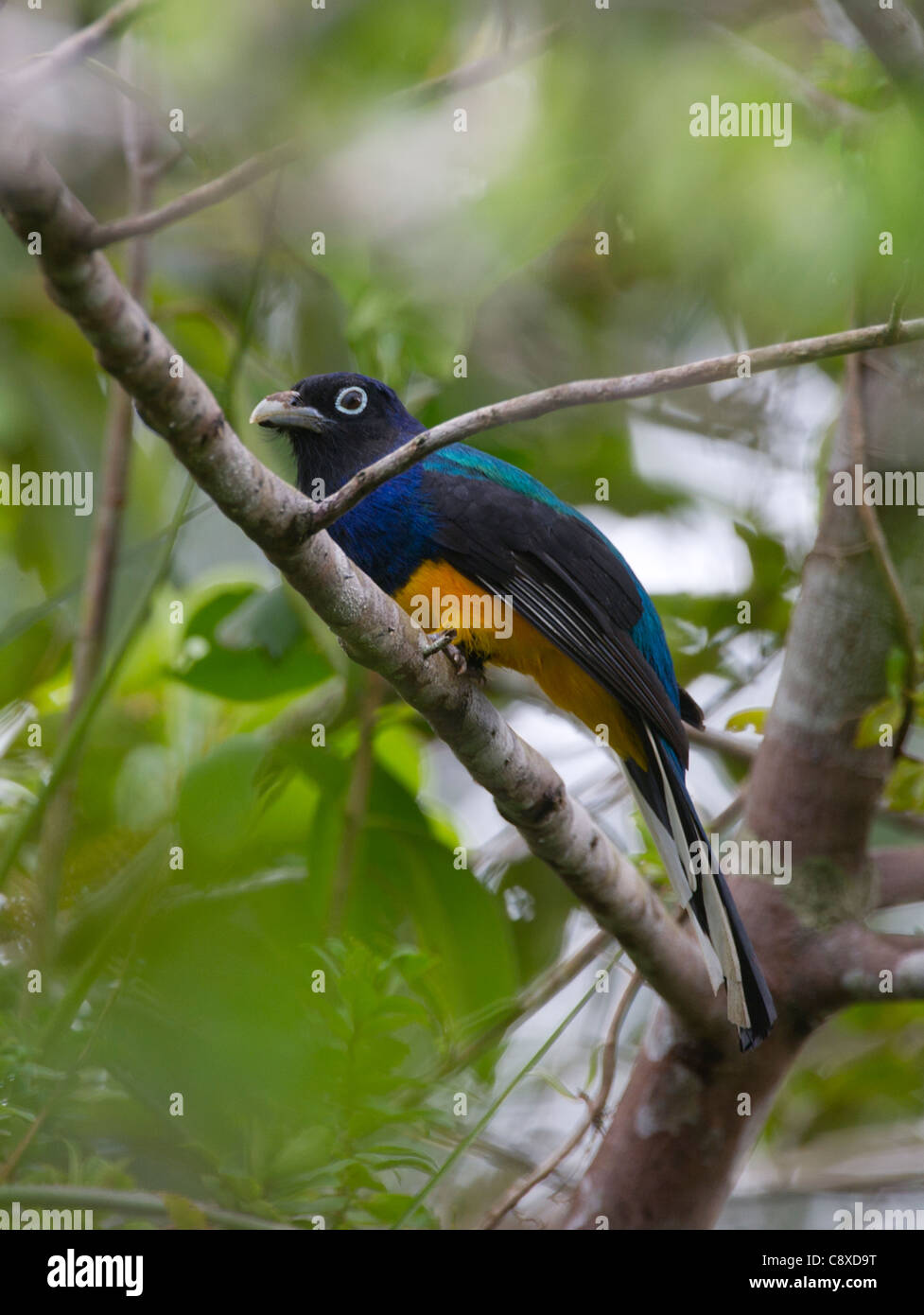 Trogon à queue blanche Trogon viridis Bassin Amazonien Pérou Banque D'Images