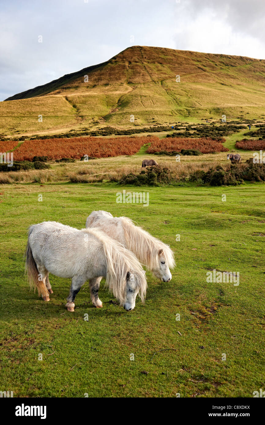Les poneys sauvages au pied de Hay Bluff, au Pays de Galles Banque D'Images
