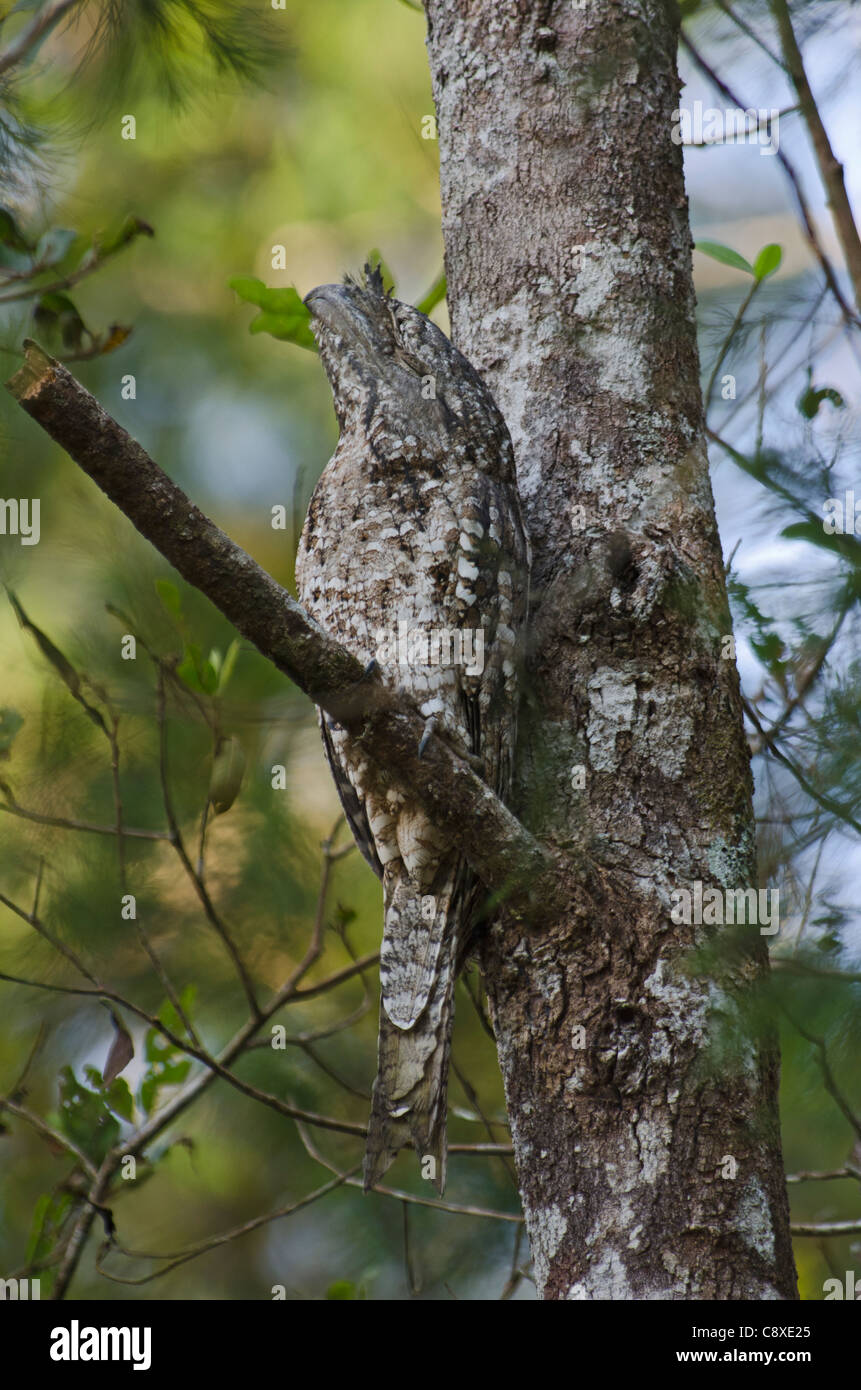 Une grille supérieure de Podargus papuensis papoue de jour roost Varirata NP Papouasie Nouvelle Guinée Banque D'Images