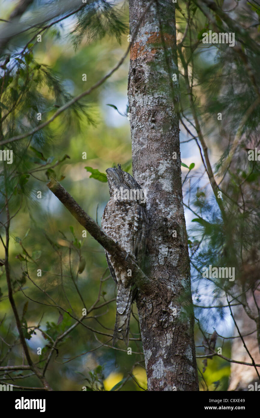 Une grille supérieure de Podargus papuensis papoue de jour roost Varirata NP Papouasie Nouvelle Guinée Banque D'Images
