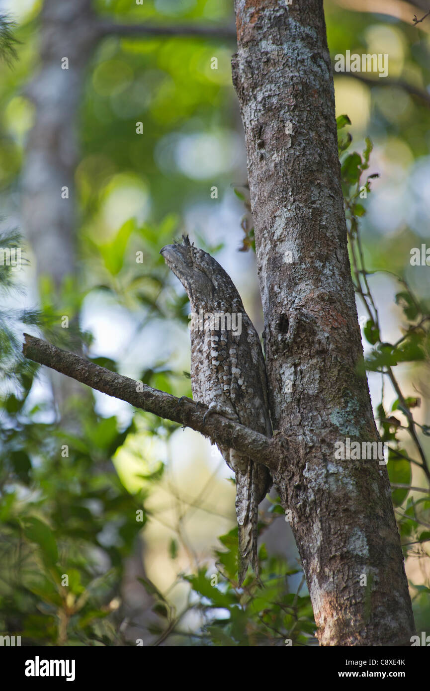 Une grille supérieure de Podargus papuensis papoue de jour roost Varirata NP Papouasie Nouvelle Guinée Banque D'Images