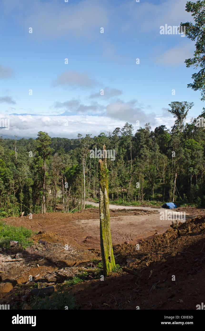 Jeu Ranforest / Exploitation forestière près Tari Papouasie Nouvelle Guinée Banque D'Images