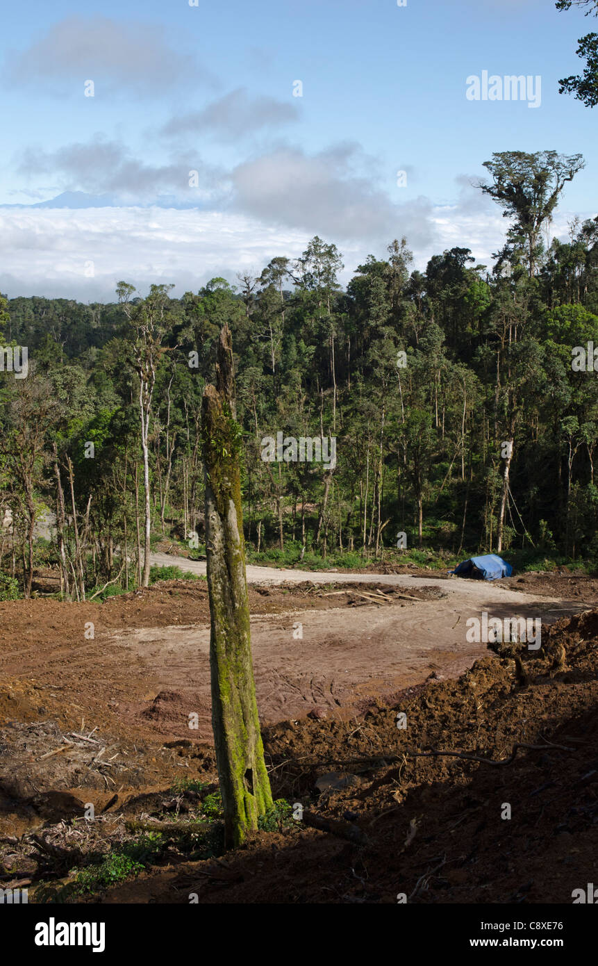 Jeu Ranforest / Exploitation forestière près Tari Papouasie Nouvelle Guinée Banque D'Images