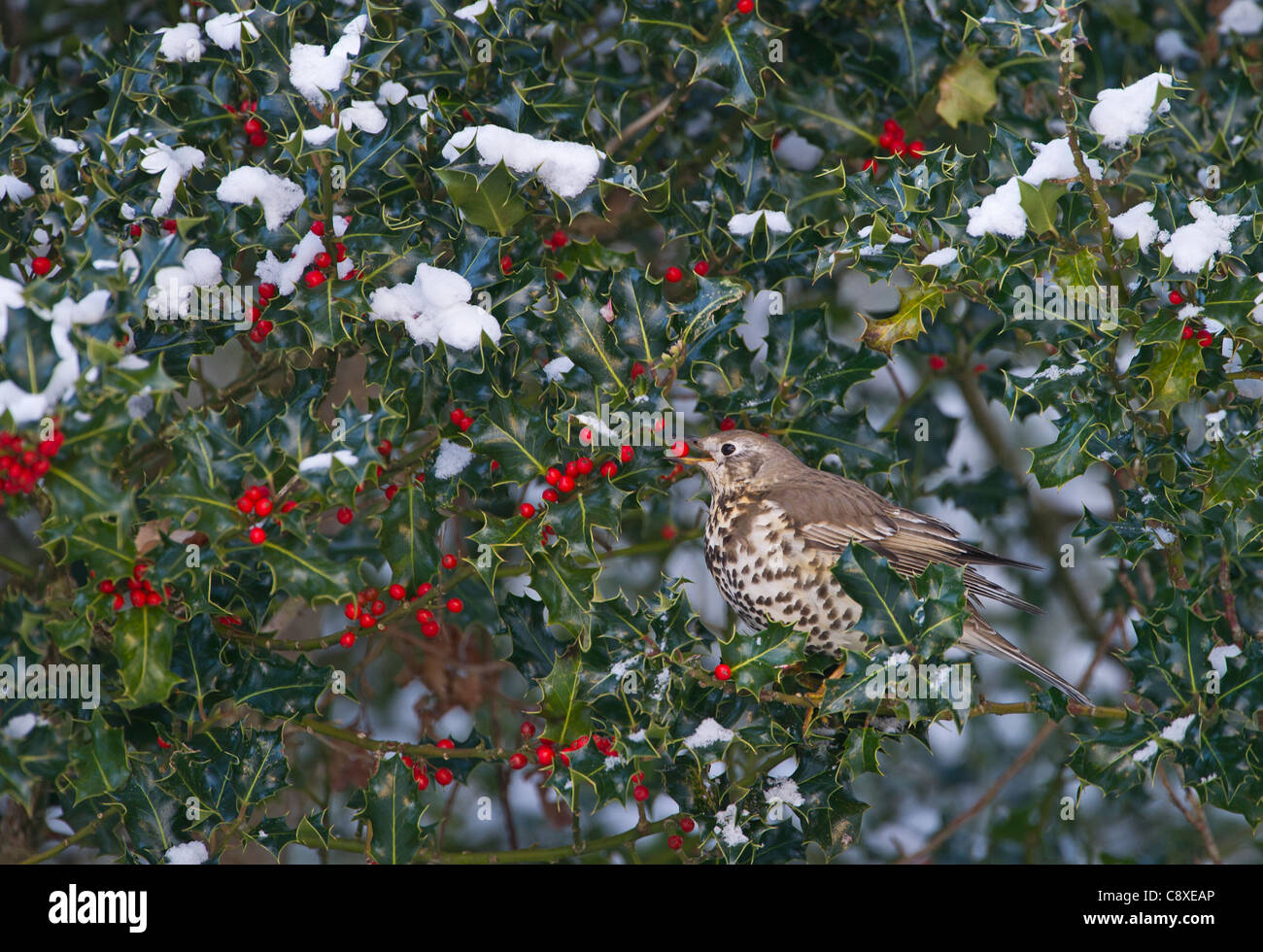 Mistle Thrush Turdus viscivorus sur l'alimentation des baies de houx Décembre Norfolk Banque D'Images