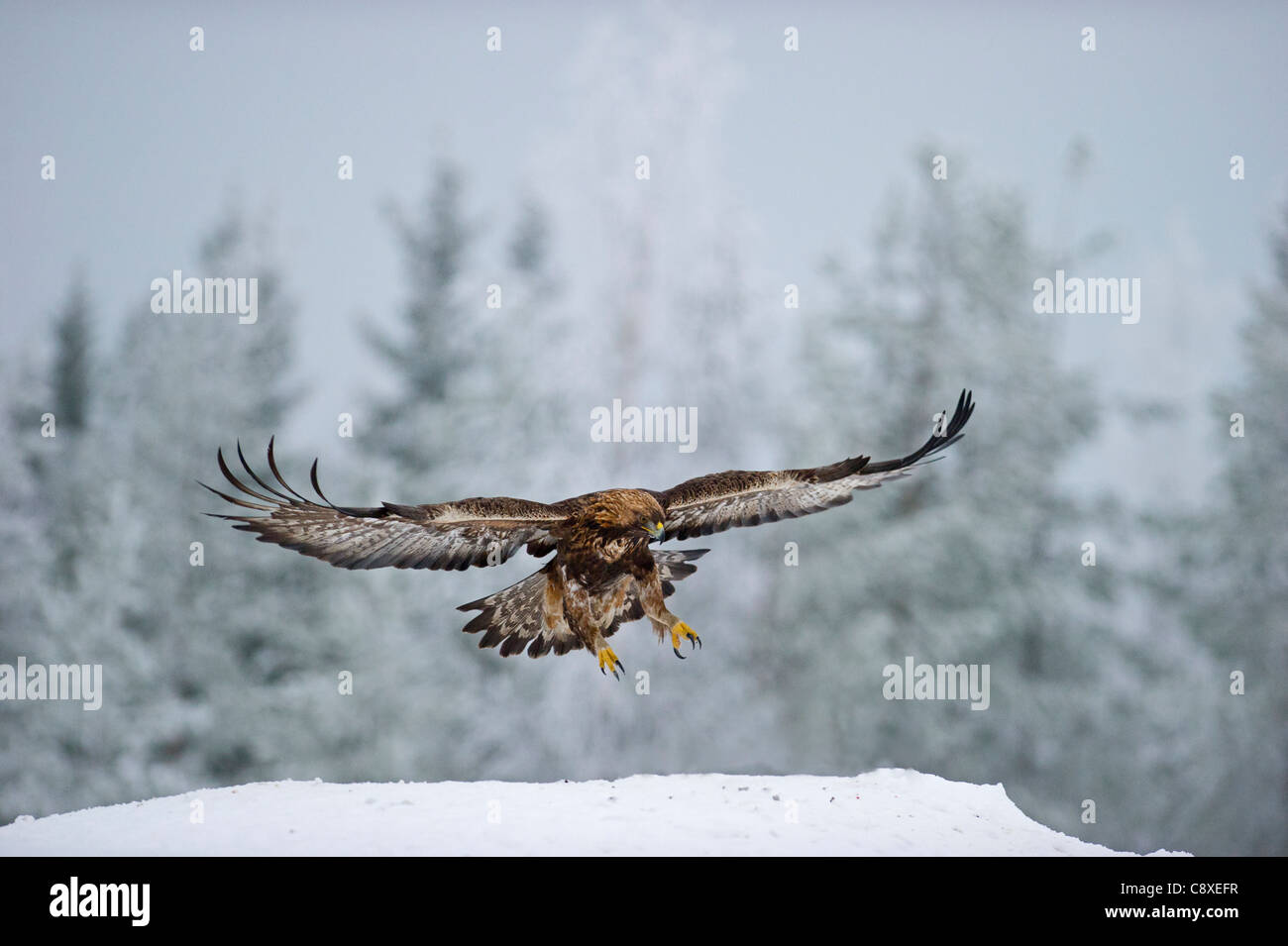 Aigle royal Aquila chrysaetos Finlande hiver Banque D'Images