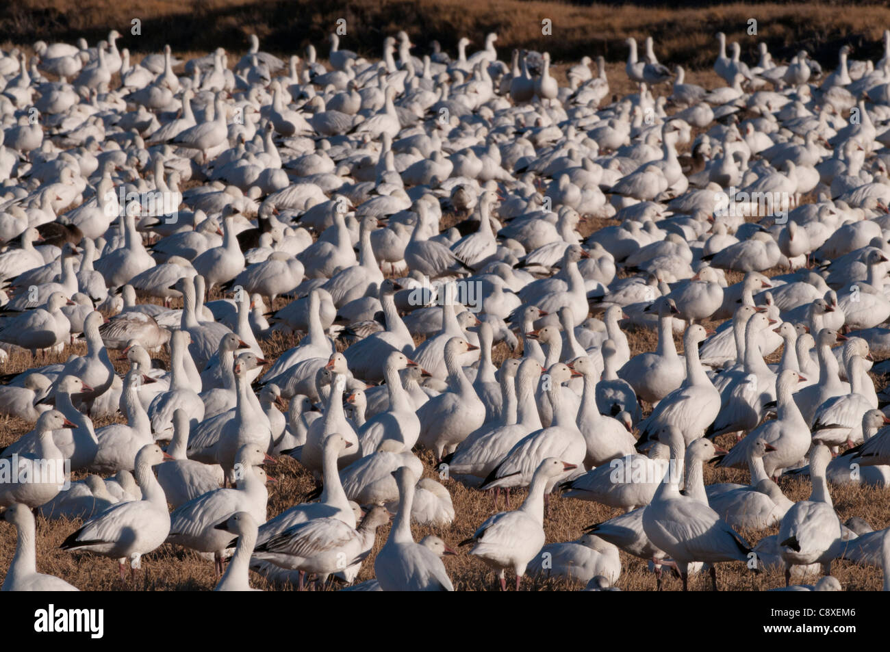 Des Neiges Chen carulescens prendre son envol à l'aube du Nouveau Mexique Bosque del Apache USA Novembre Banque D'Images