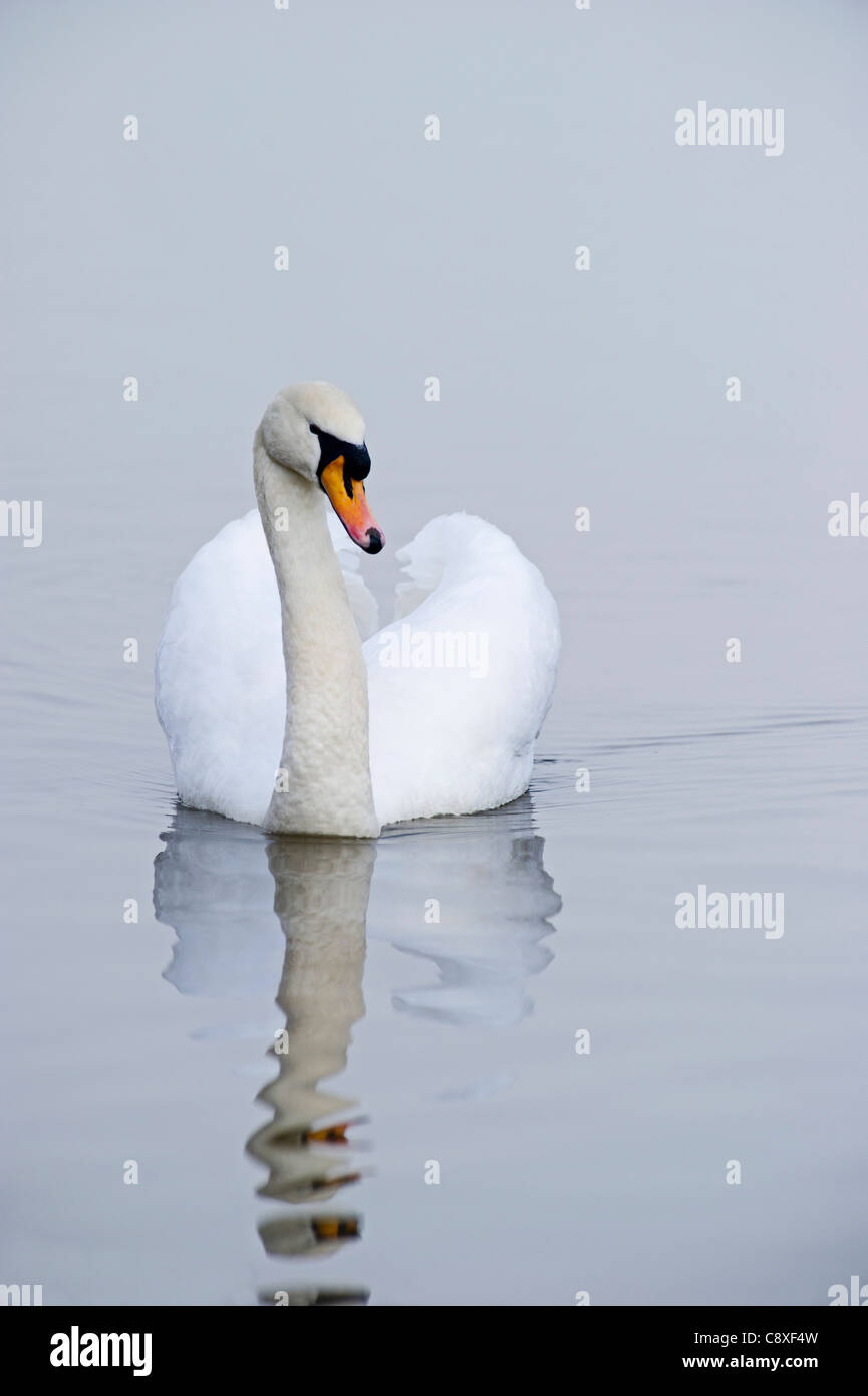Cygne tuberculé Cygnus olor homme hiver Norfolk Banque D'Images