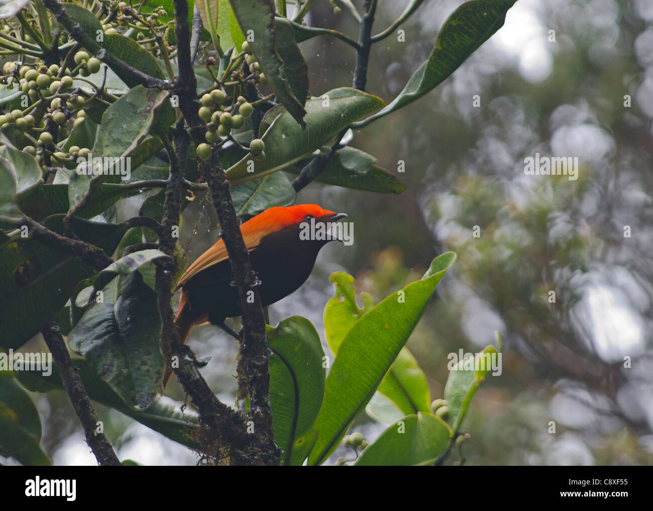 CalCrested Satinbird (anciennement l'Oiseau du Paradis) ecnemophilus macgregorii homme appelant hautes terres de l'ouest de la Papouasie-Nouvelle-Guinée Banque D'Images