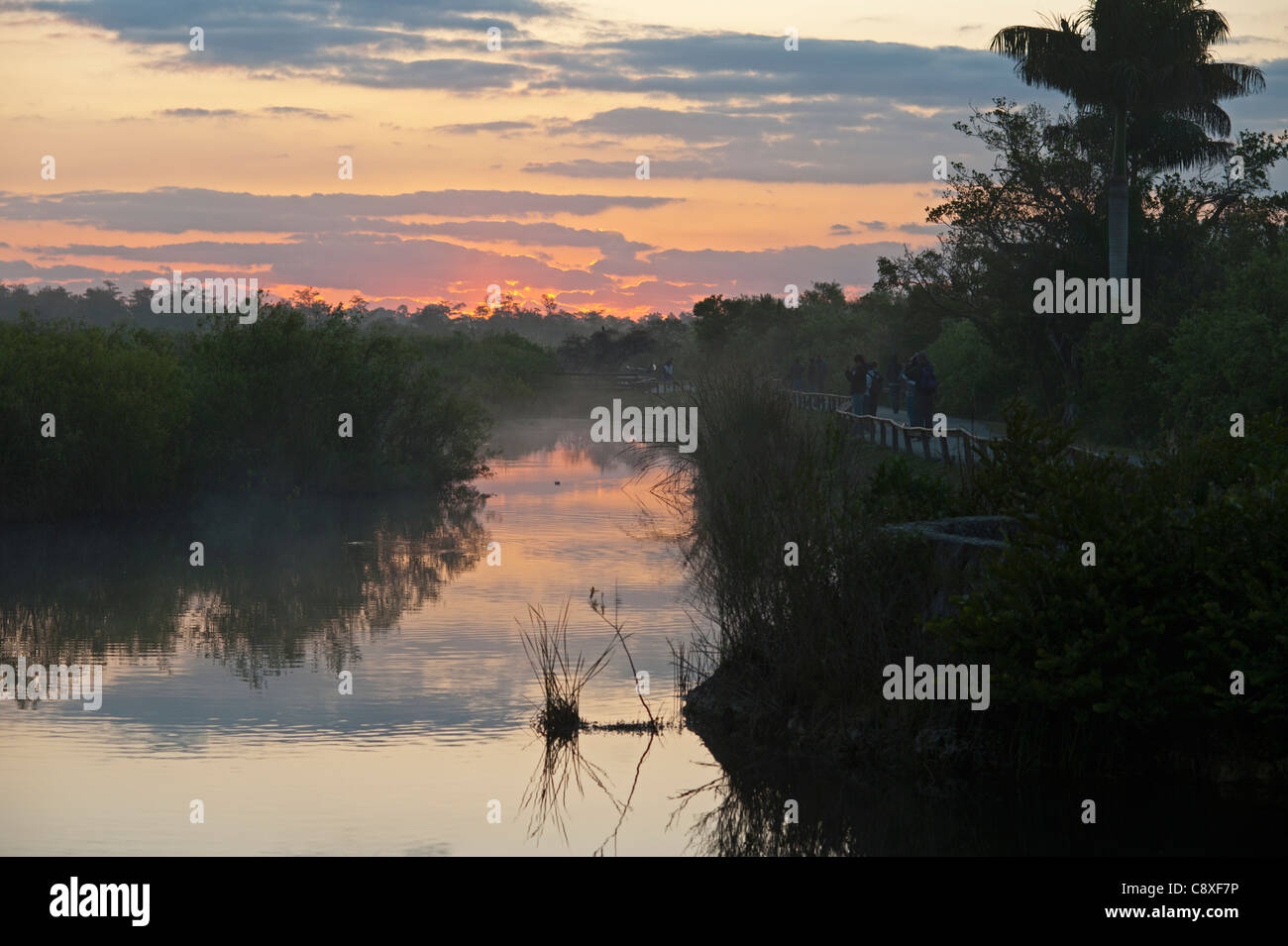 Everglades de Floride à l'anhinga Trail à l'aube Florida USA Banque D'Images