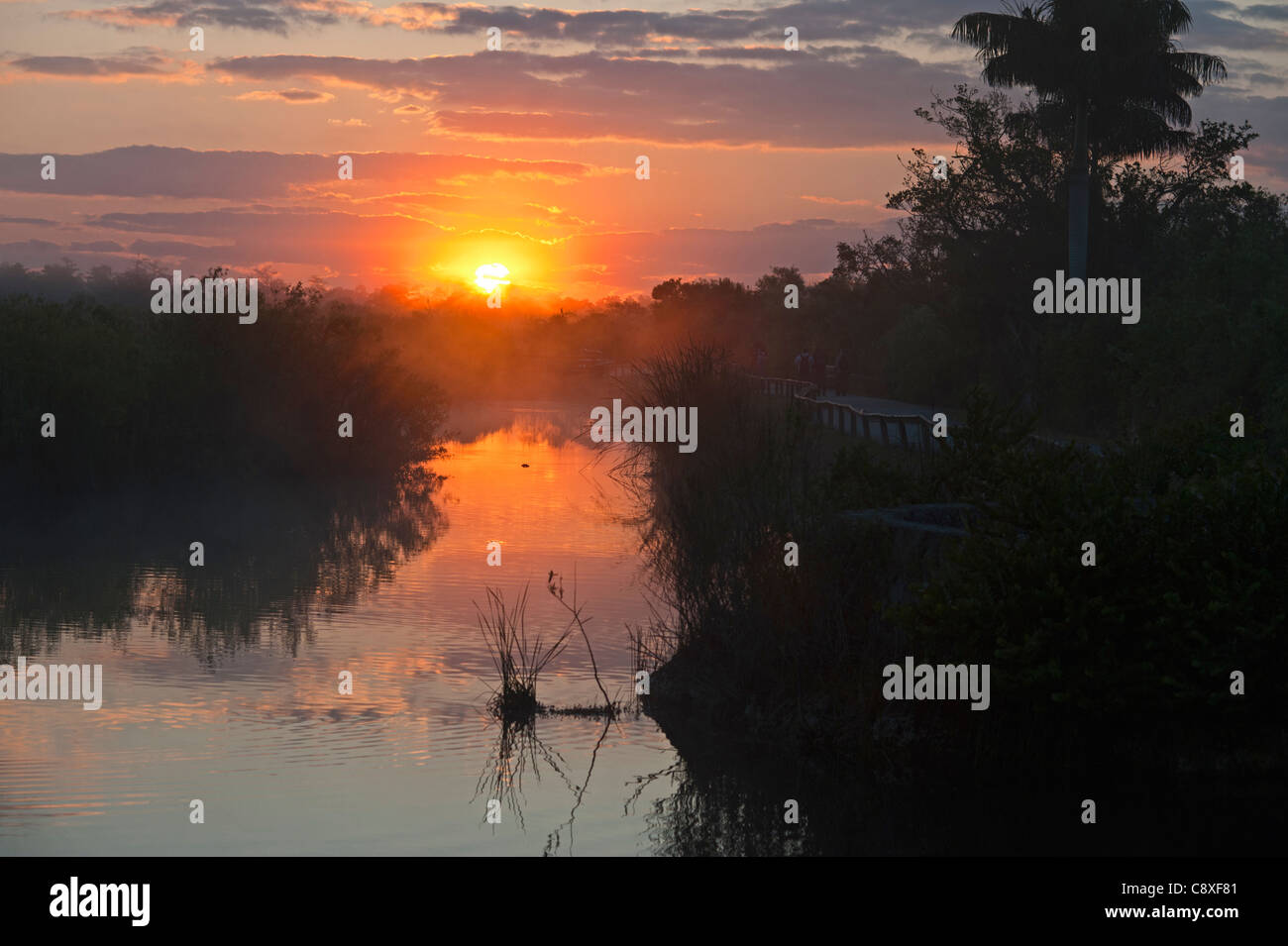 Everglades de Floride à l'anhinga Trail à l'aube Florida USA Banque D'Images