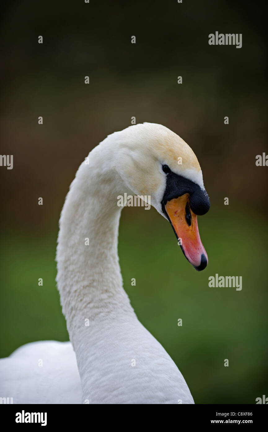 Cygne tuberculé Cygnus olor homme hiver Norfolk Banque D'Images