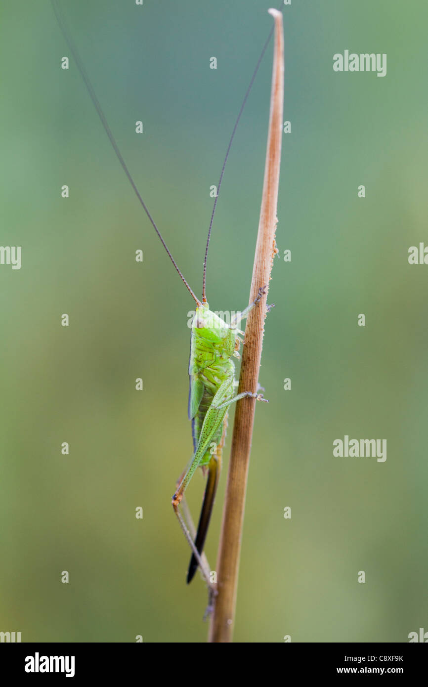 Conehead ailé long ; Conocephalus discolor ; stade ; UK Banque D'Images