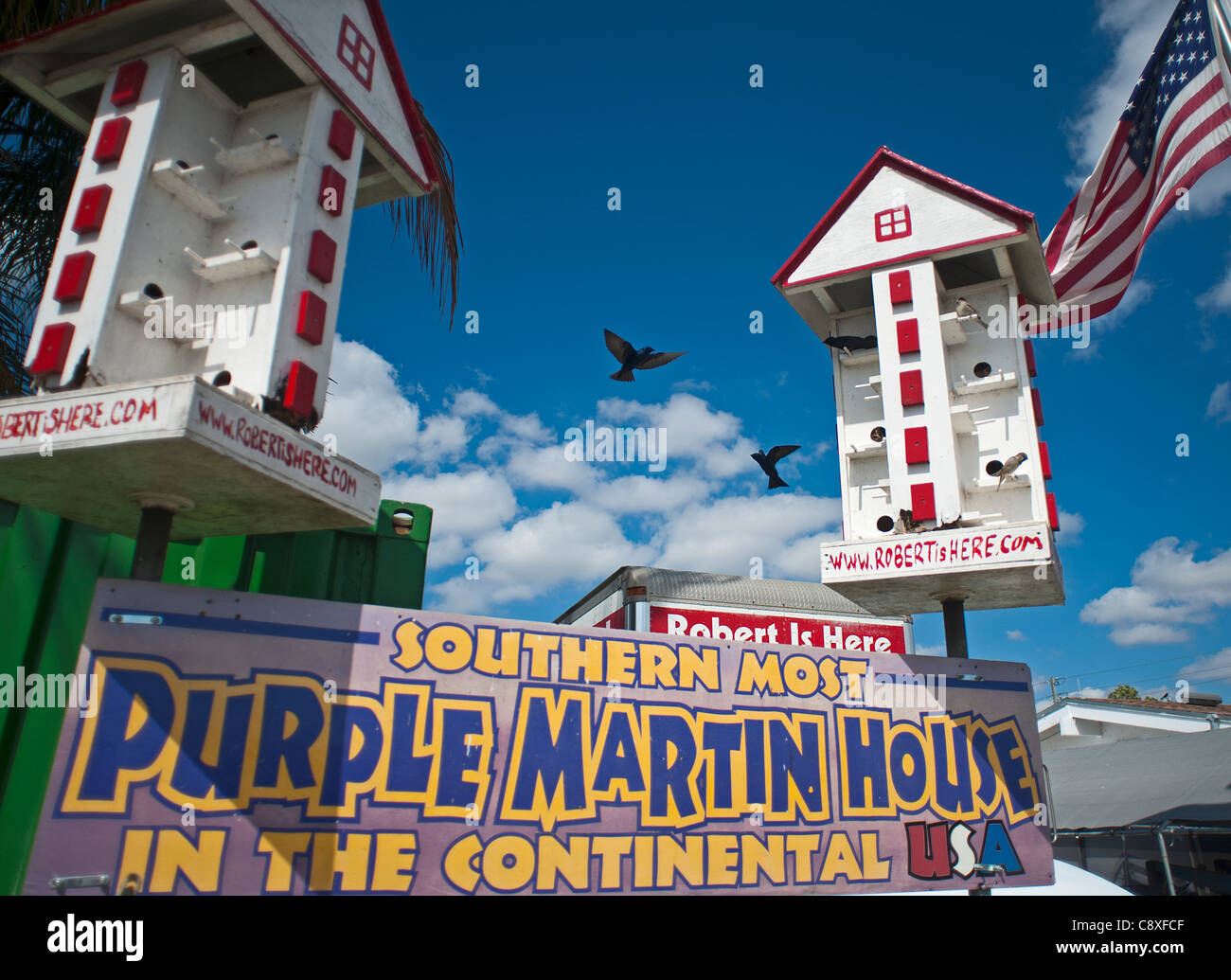 Purple Martin Floride USA Banque D'Images