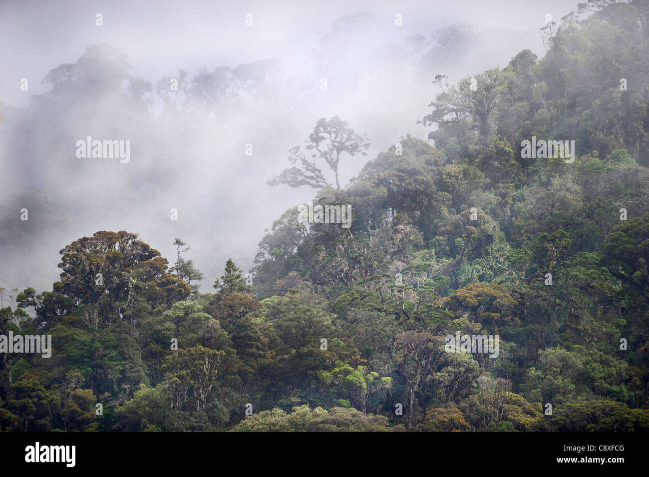 La forêt tropicale de montagne autour de Mt Hagen dans les hautes terres de l'ouest de la Papouasie-Nouvelle-Guinée Banque D'Images