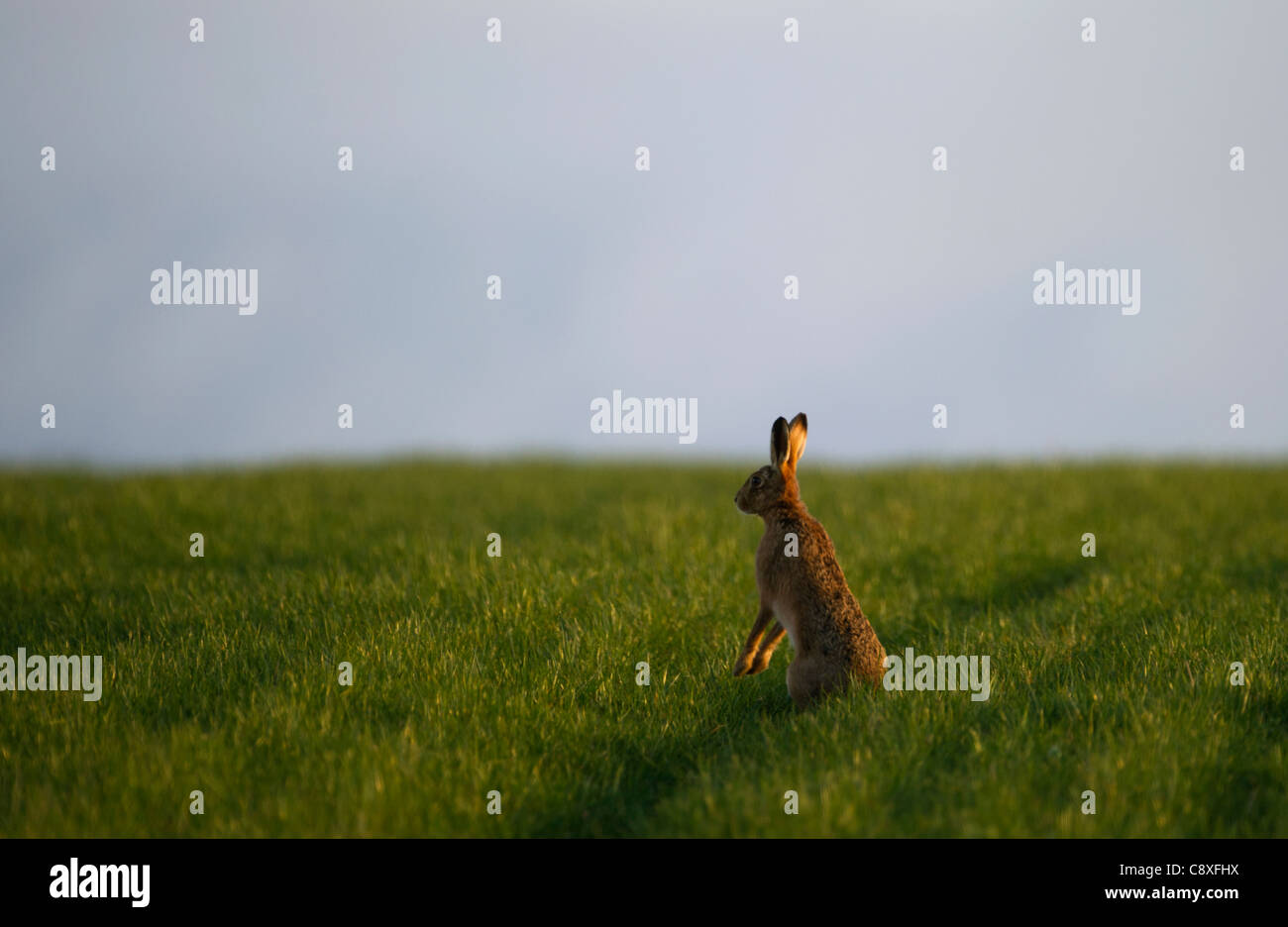 Lièvre brun Lepus europaeus printemps Norfolk Banque D'Images