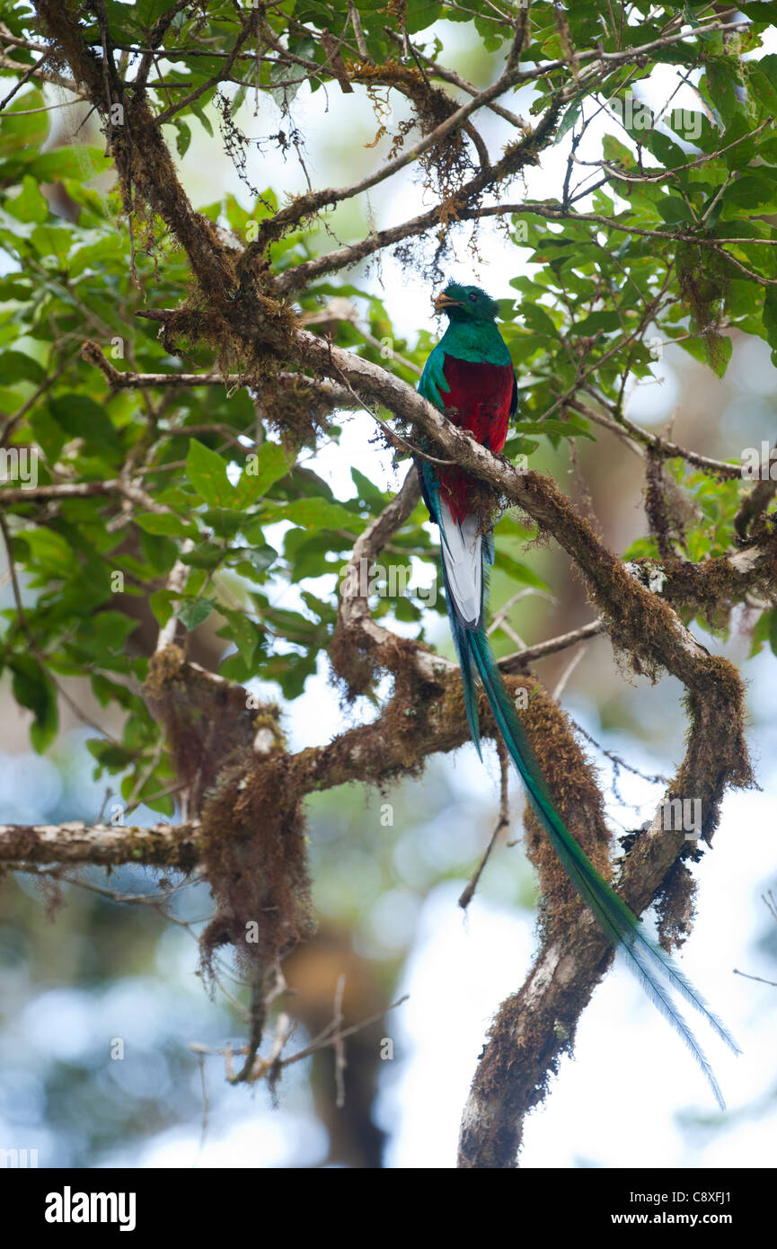 Quetzal resplendissant Pharomachrus mocinno Hautes terres centrales Costa Rica Banque D'Images