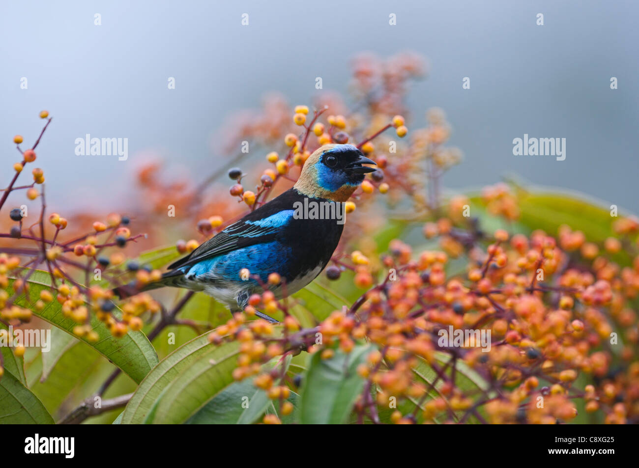 Golden-hooded Tanager Tangara larvata homme La Selva Costa Rica Banque D'Images