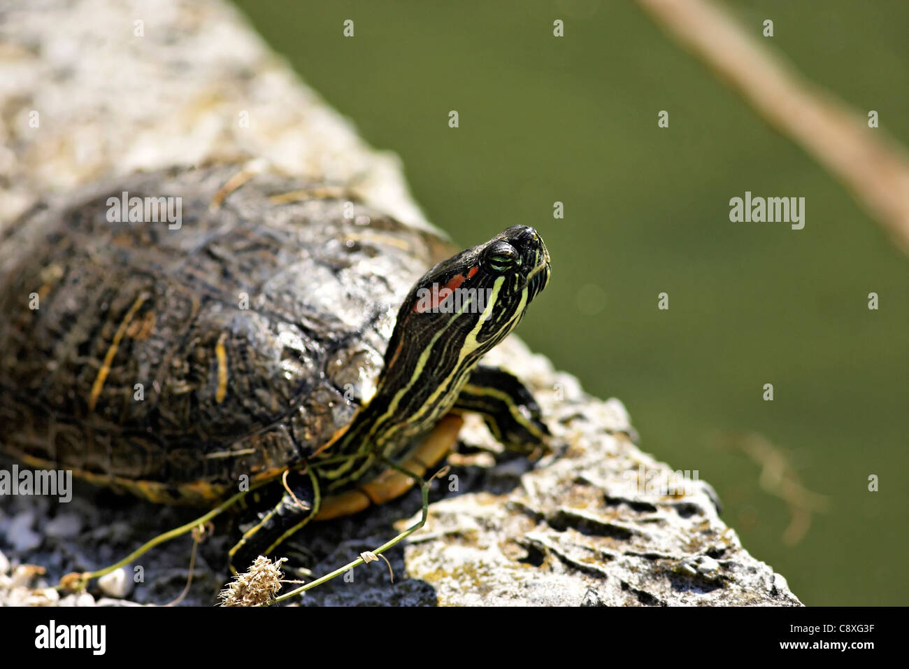 Hibou rouge SliderTurtle Trachemys scripta elegans Banque D'Images