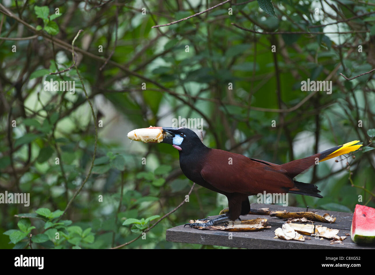 Montezuma Oropendola Psarocolius montezuma Costa Rica Banque D'Images