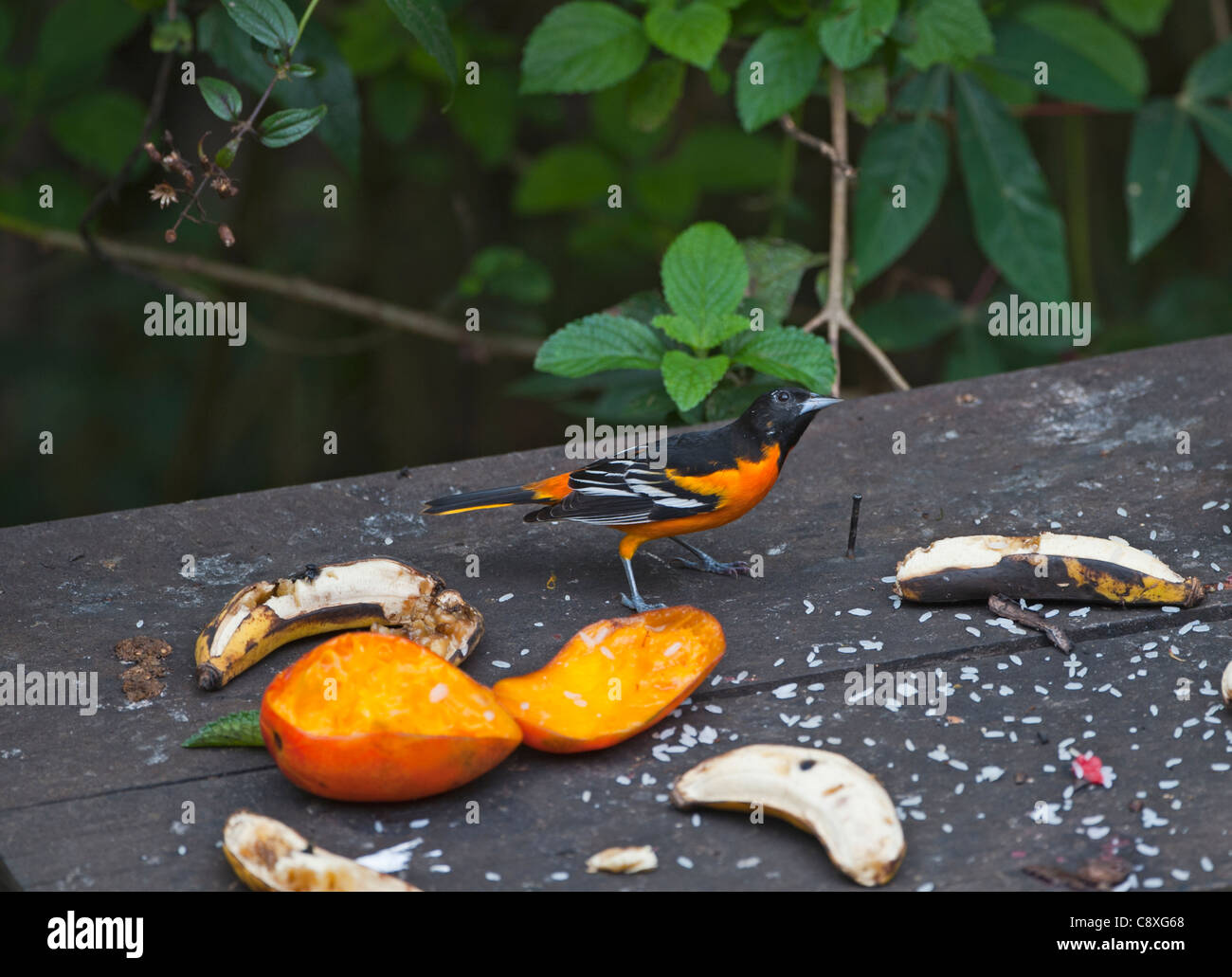 L'Oriole de Baltimore Icterus galbula homme Costa Rica Banque D'Images