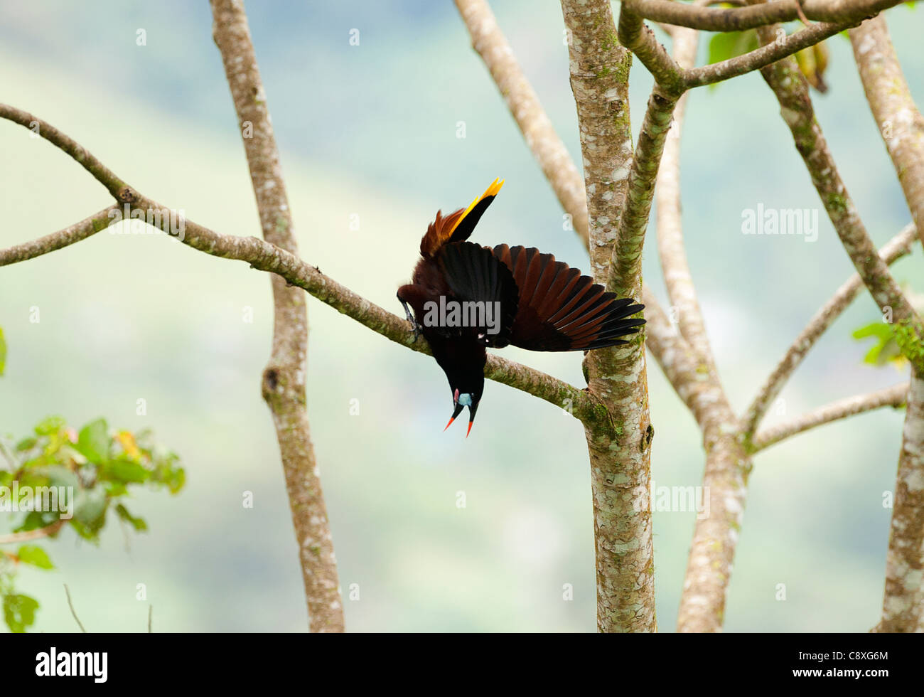 Montezuma Oropendola Psarocolius montezuma Costa Rica Banque D'Images