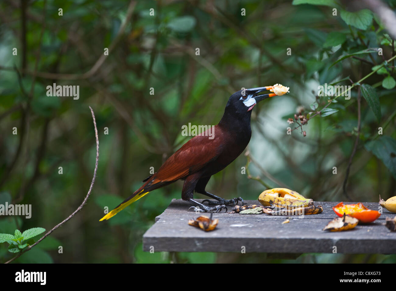 Montezuma Oropendola Psarocolius montezuma Costa Rica Banque D'Images