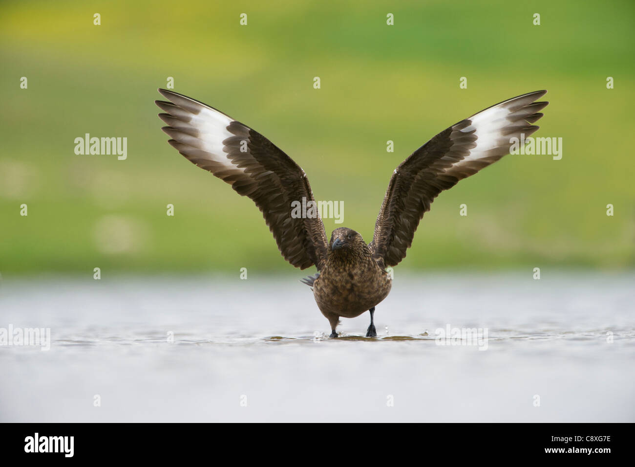 Grand Labbe Stercorarius skua sur loch Aswan été Shetland Banque D'Images