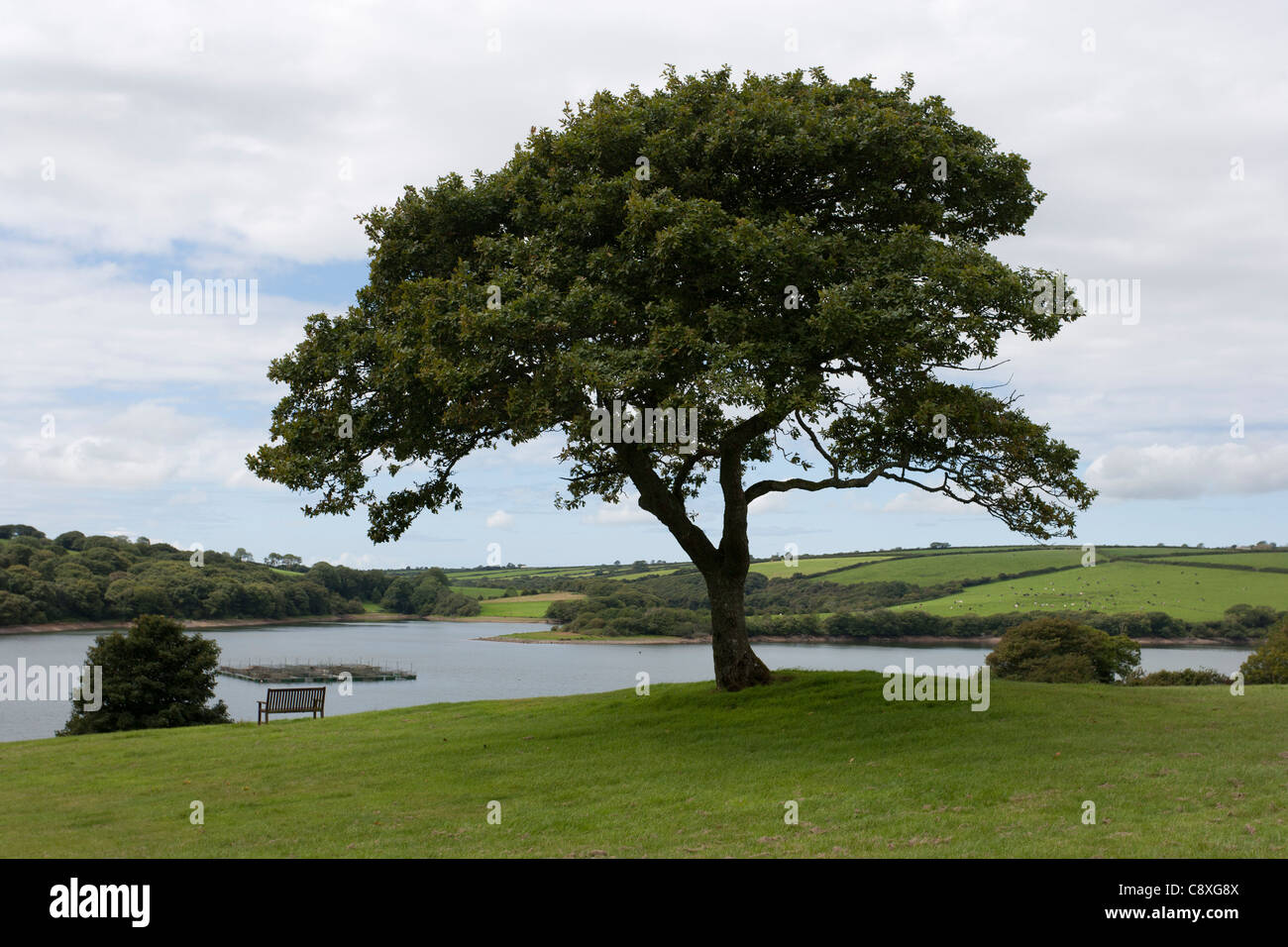 Arbre de chêne au-dessus de l'Élysée y réservoir Fran & Country Park, Pembrokeshire, Pays de Galles Banque D'Images