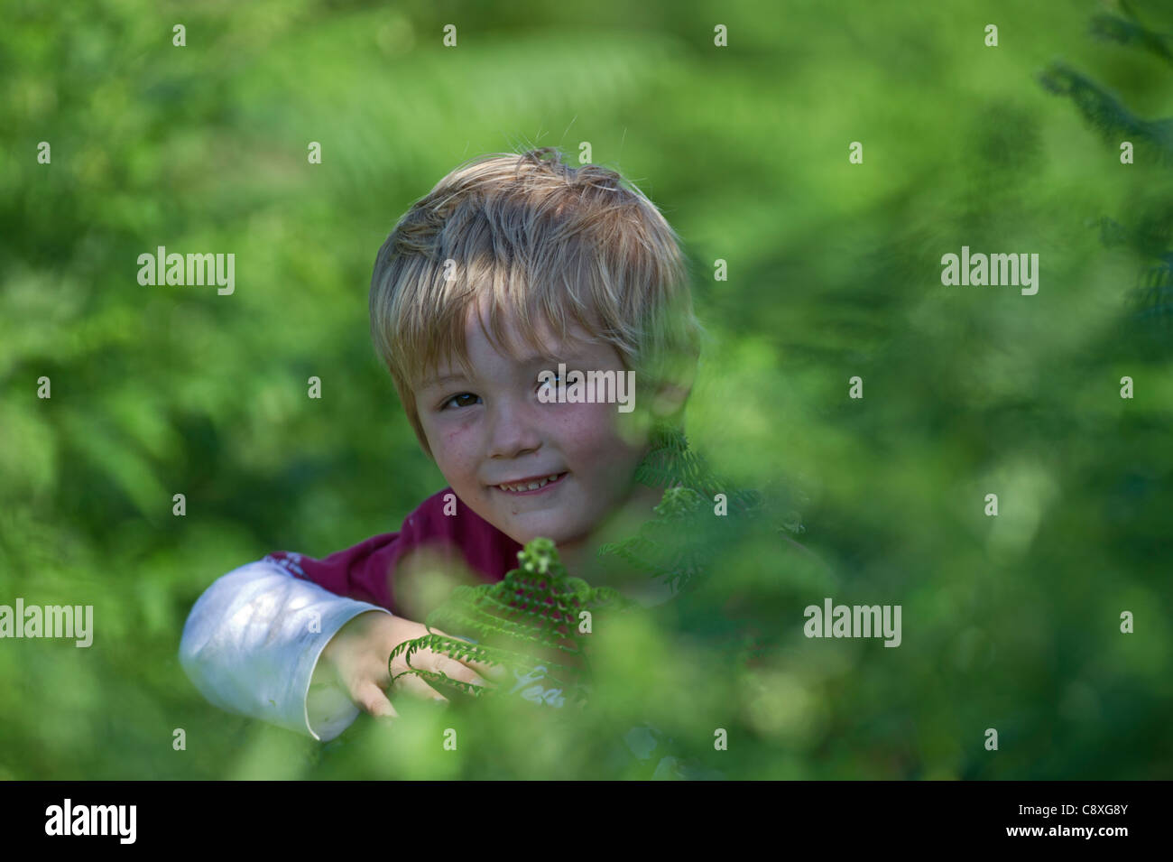 Jeune garçon jouant parmi les fougères de l'été de Norfolk Banque D'Images