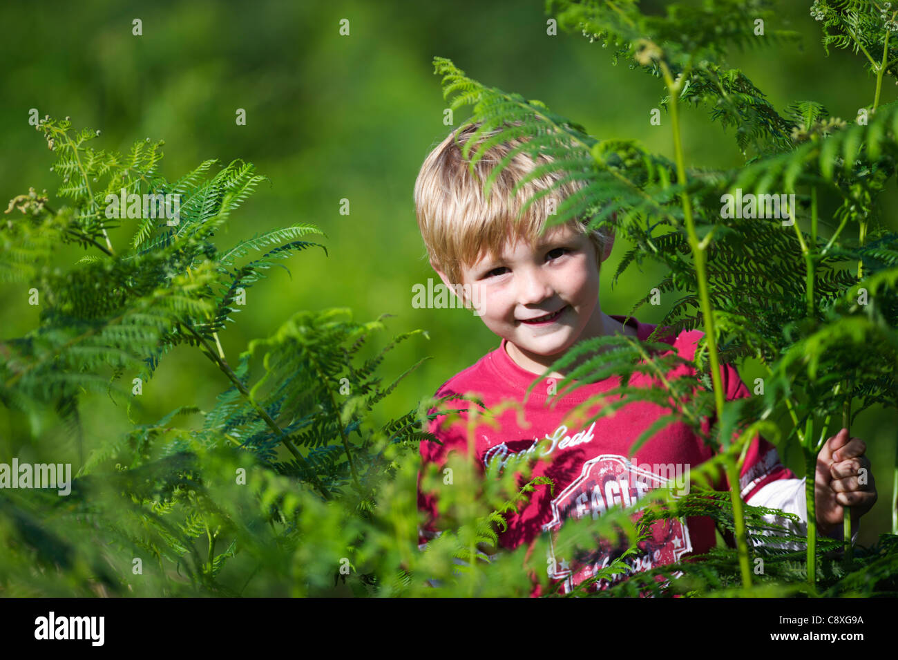 Jeune garçon jouant parmi les fougères de l'été de Norfolk Banque D'Images