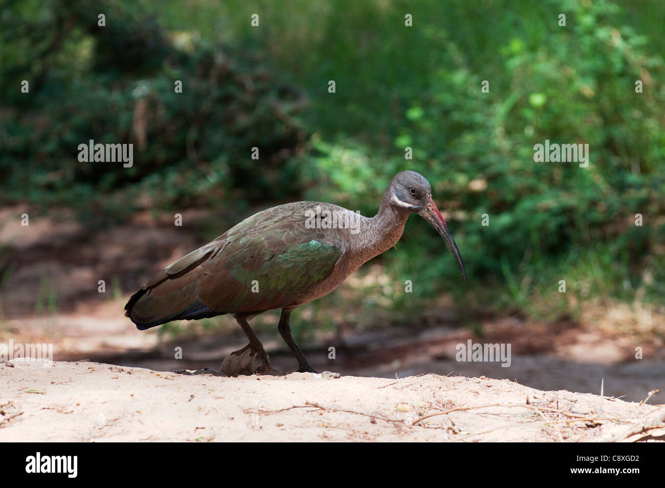 Ibis hagedash Bostrychia hagedash Kenya Samburu Banque D'Images