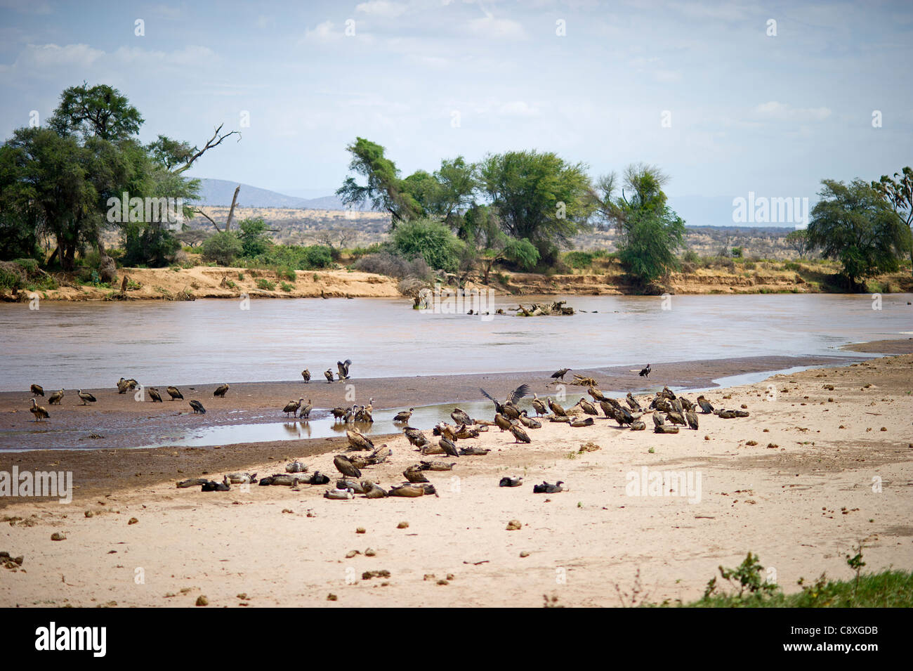Les vautours se reposant sur une rivière Samburu Kenya Banque D'Images