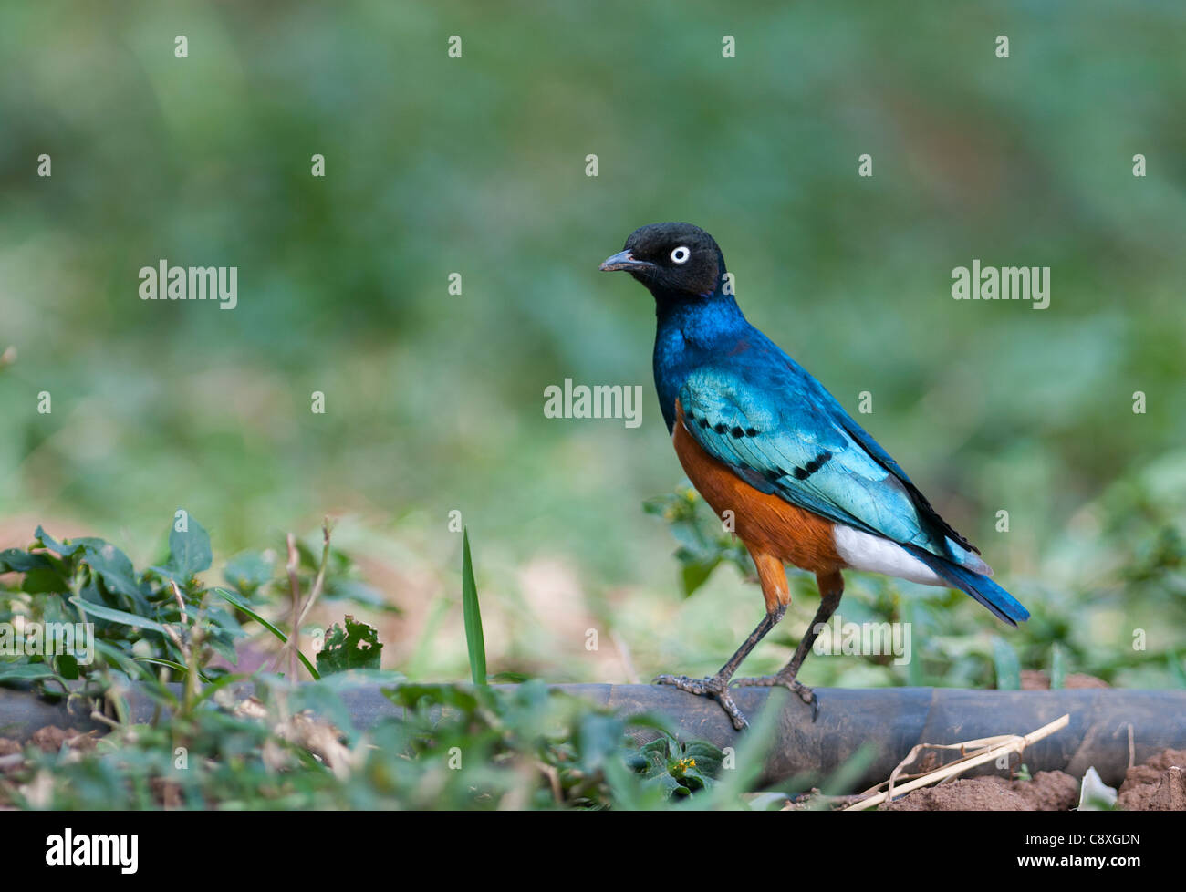 Starling Lamprotornis superbus DSamburu superbe Kenya Afrique de l'Est Banque D'Images