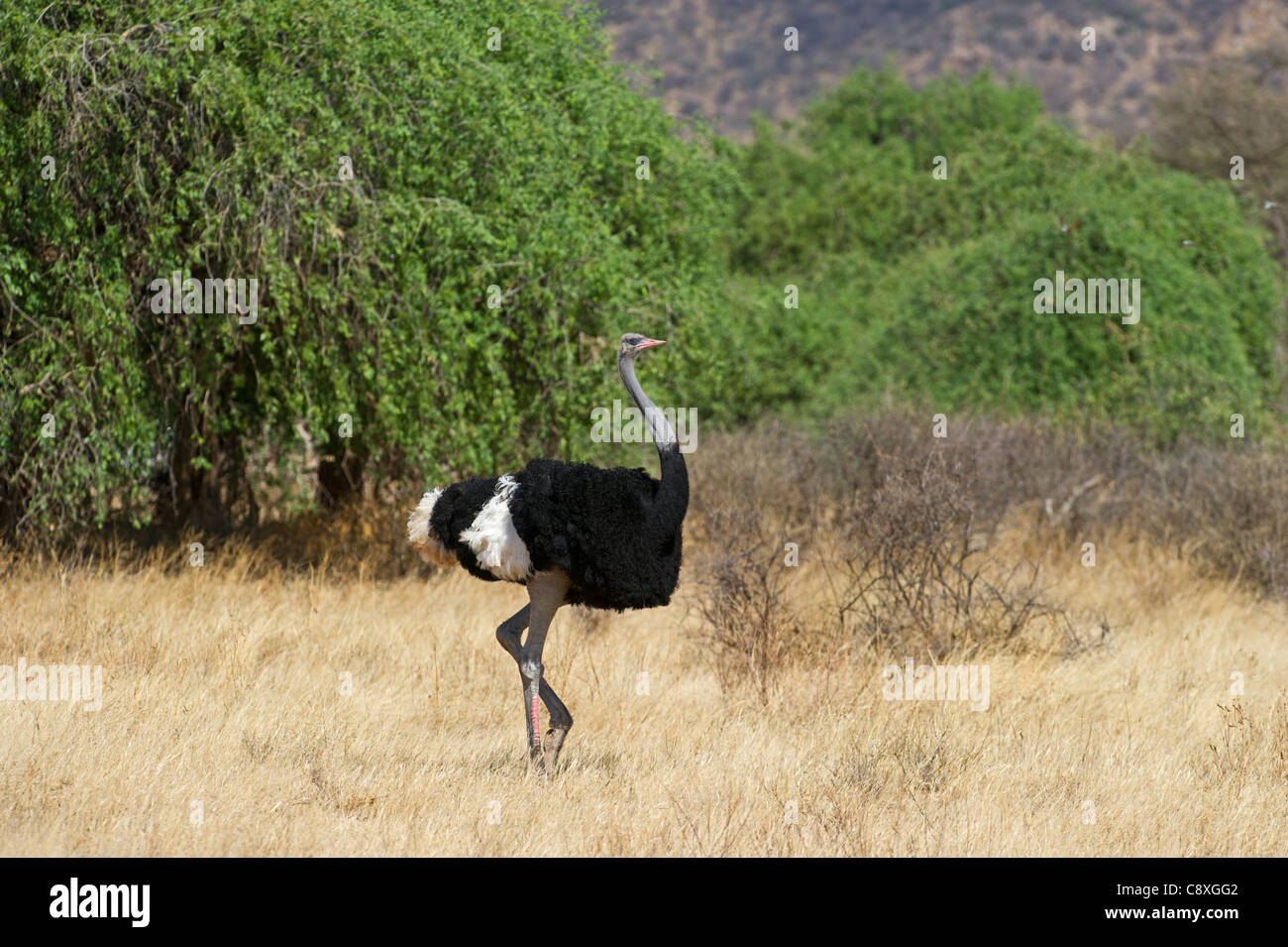 L'autruche somalienne Struthio camelus molybdophanes Kenya Samburu mâle Banque D'Images