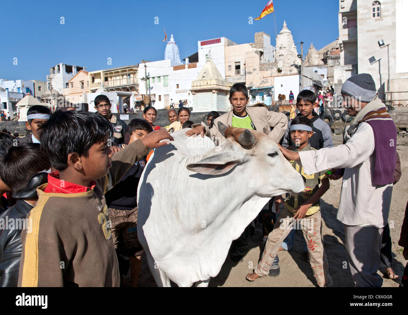 Hindous adorant une vache. Dwarka. Le Gujarat. L'Inde Banque D'Images